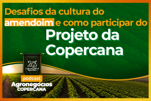 Desafios da cultura do amendoim e como participar do projeto da Copercana