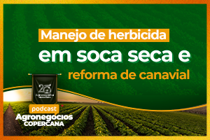 Manejo de herbicida em soca seca e reforma de canavial